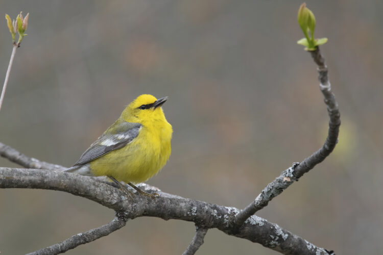 How to turn down the volume and protect wildlife in your yard and garden